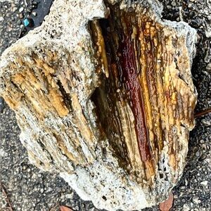 Circa prehistoric Tampa bay coral 🪸 unpolished.